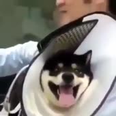 1500630127964.mp4