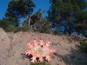 DSC00197.JPG