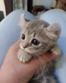 156243322729418406460x574.webm