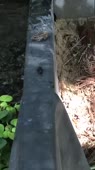 1 (2).webm