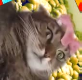 14592816431680.webm