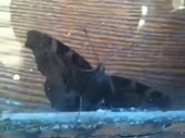 14741846622803.webm