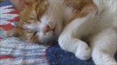 14746312484390.webm