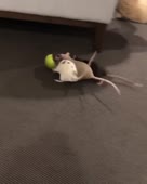 mp4 (1)