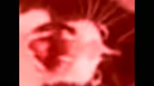 15610154639220.webm