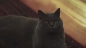 14788674570441.webm