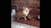 14790441639600.webm