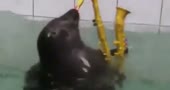 котиксаксофонист.mp4