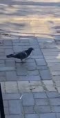 15687350628780.mp4