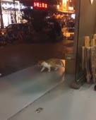 кисатраволта.webm