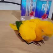 15661461757691.webm