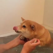 15673694946813.webm