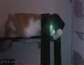 15681539343831.webm