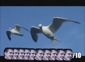 08de63b035c03fc57f891589be750b45.webm