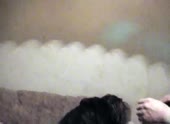 15603458896150.webm
