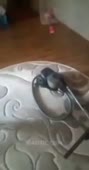 15687008250952.mp4
