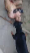 15678759889090.mp4
