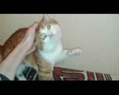 15534529800690.webm