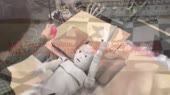 Ромашка.webm
