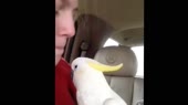 попугай.webm