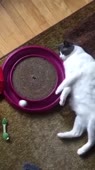 котику весело.webm
