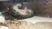 удавил хохла.webm