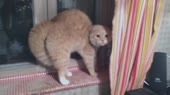 злой кот.webm