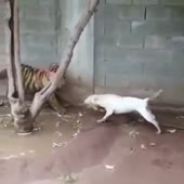 15548346828231.mp4