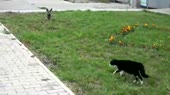 15551710703211.webm