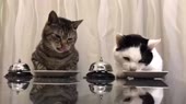 15571784380612.webm
