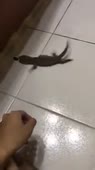 15572510379840.webm