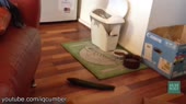 15578263256522.webm