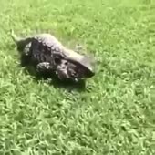 15506697856611.mp4