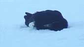 snow3.gif