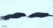 snow.gif