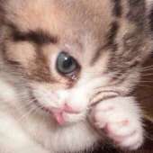 ГРУСТНЫЙ КОТ.png