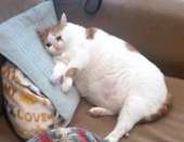 fat-crying-cat.jpg