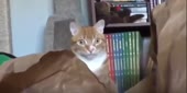 catvahue.mp4