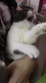 15792584168713.mp4