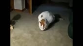блюющие коты.mp4