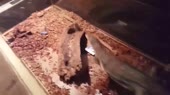 претивоман.mp4