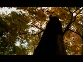 15139771225940.mp4