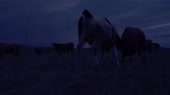 15454527014560.webm