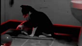 блюющие шугейз коты.mp4