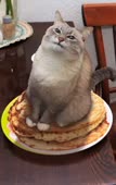 15691520696440.webm
