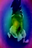 15855017806610.mp4