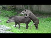 15841928031660.webm