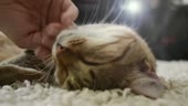 15818406491151.webm