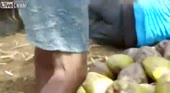 медведь.mp4