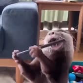 Енот.mp4